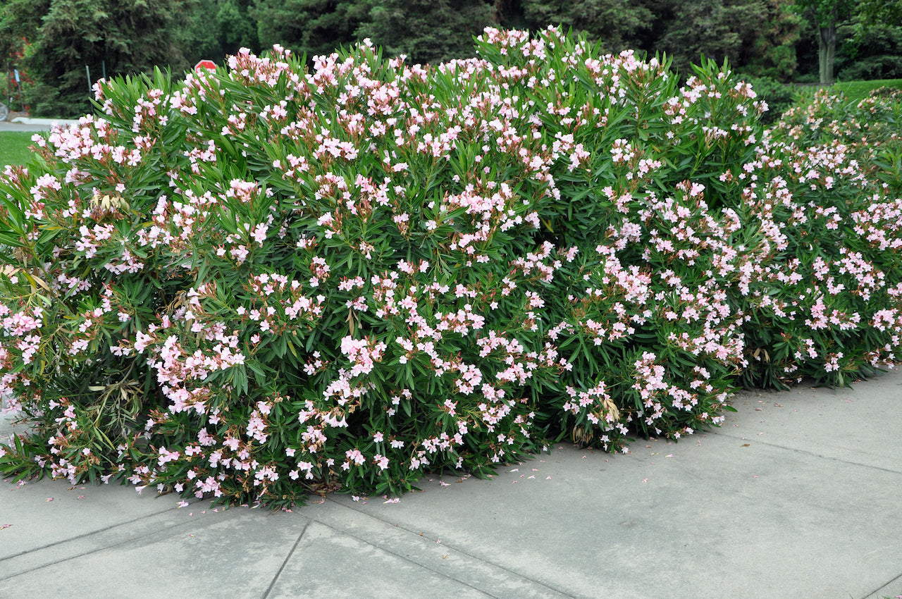 Petite Pink Oleander