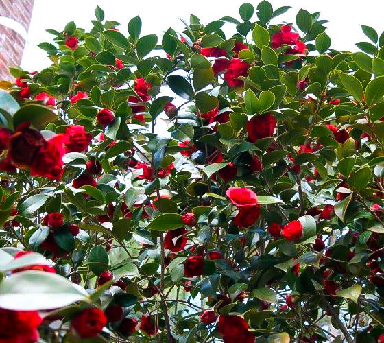 Professor Sargent Japanese Camellia