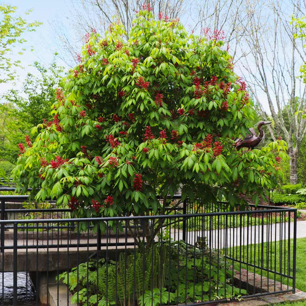 Red Buckeye