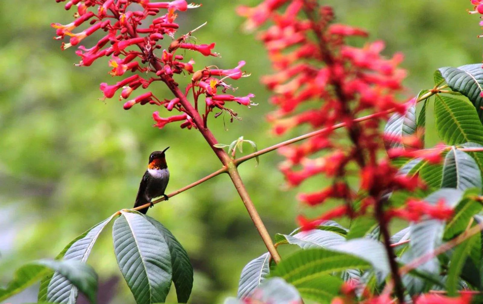 Red Buckeye