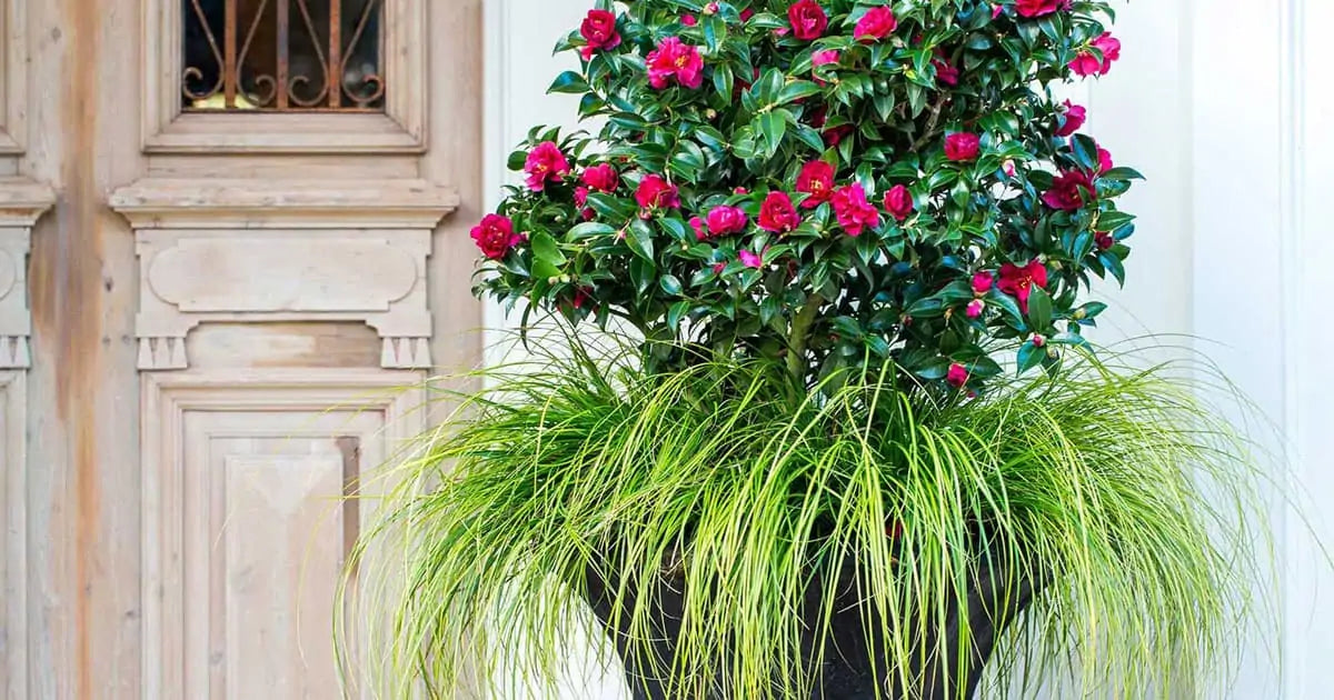 Ruby Camellia