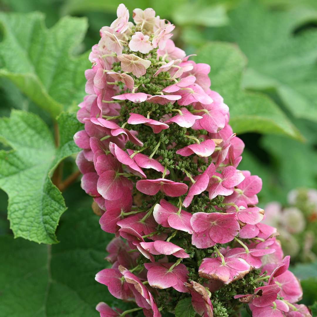 Ruby Slippers Oakleaf Hydrangea