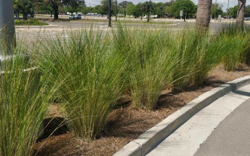 Sand Cordgrass