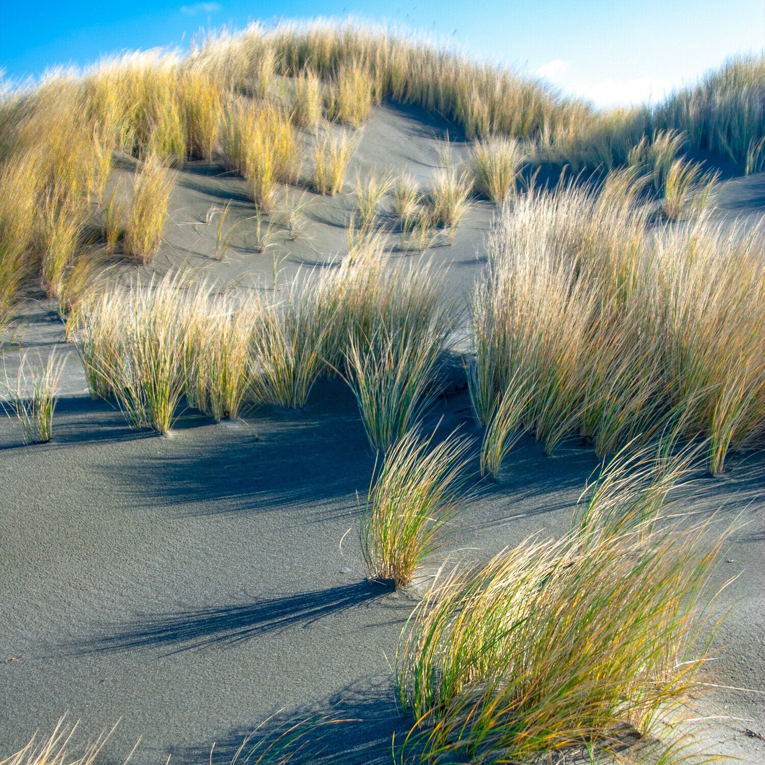 Sand Cordgrass