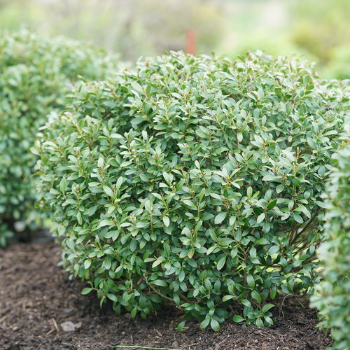 Shamrock Inkberry