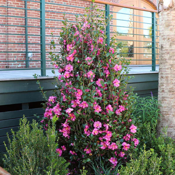 Shishi Gashira Autumn Camellia