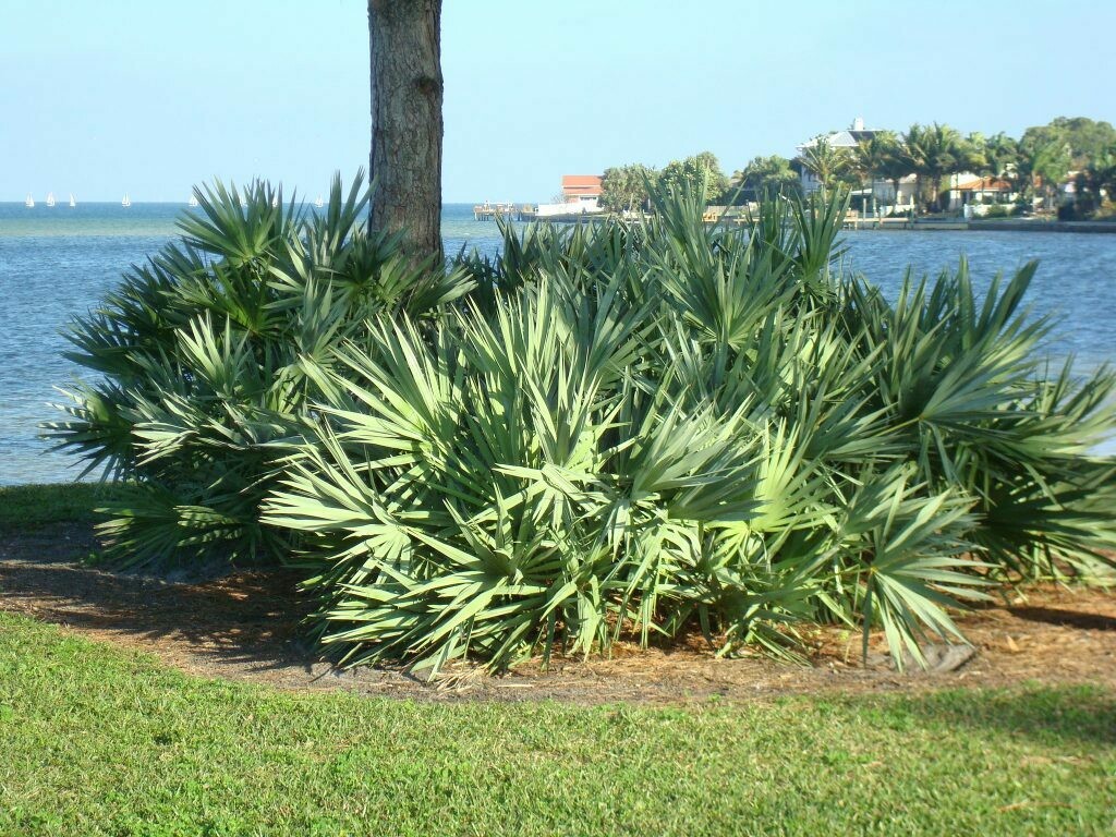 Silver Saw Palmetto