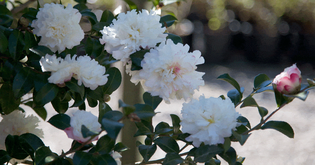 Snow on the Mountain Camellia