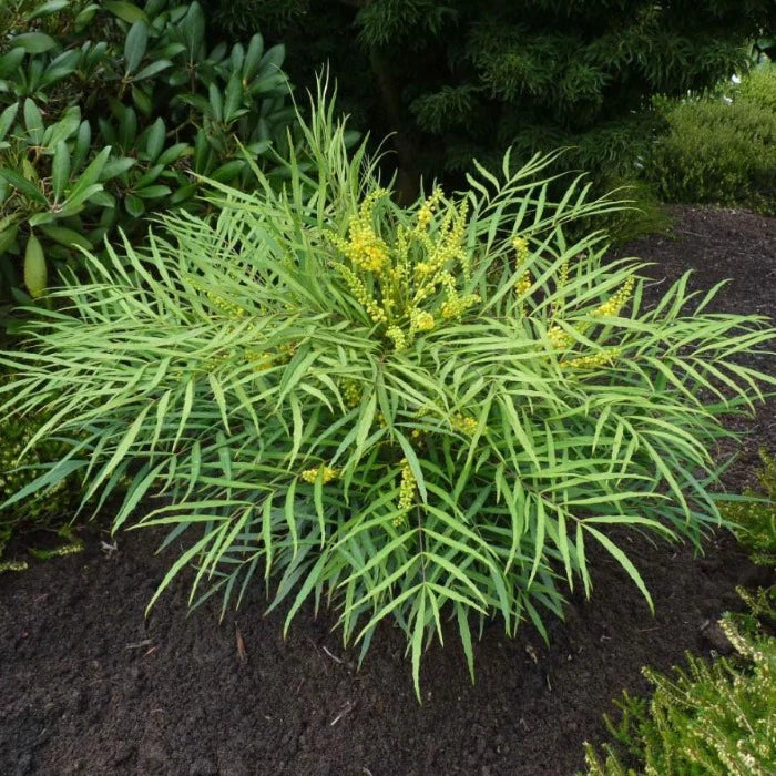 Soft Caress Mahonia