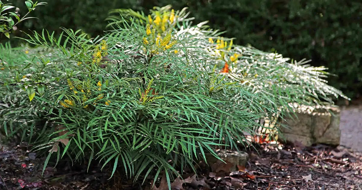 Soft Touch Mahonia