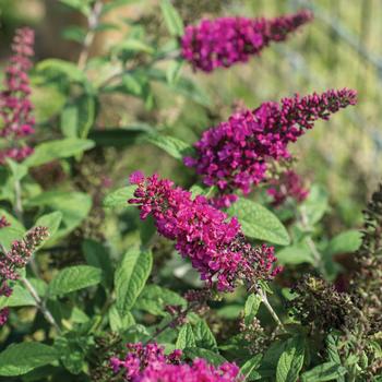 Summer Sips Sangria Buddleia