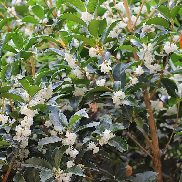 Sweet Tea Olive
