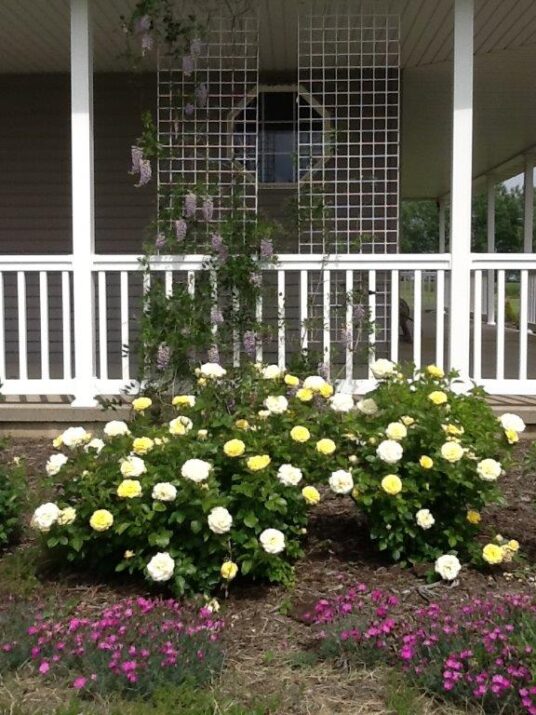 Yellow Brick Road Rose