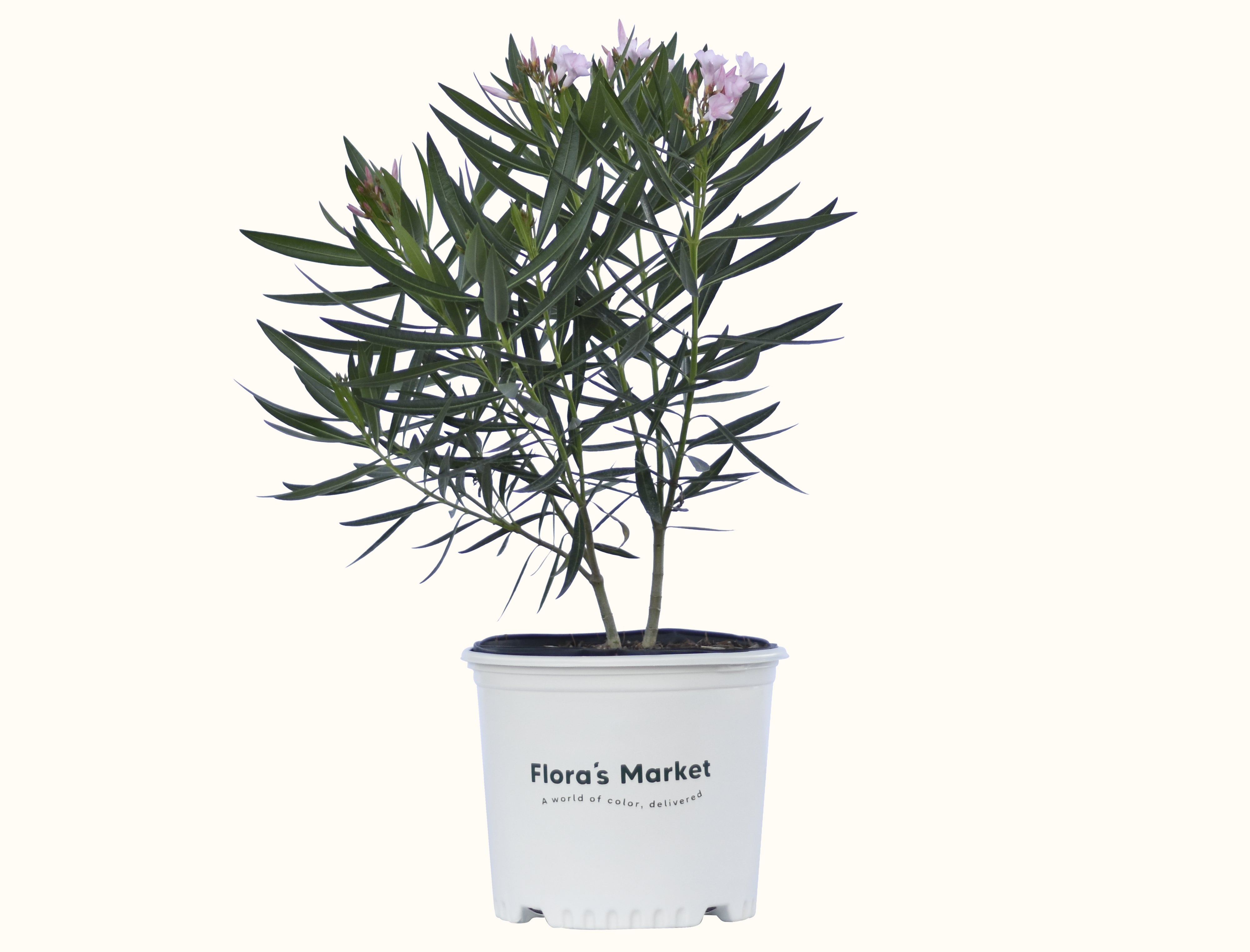 Petite Pink Oleander