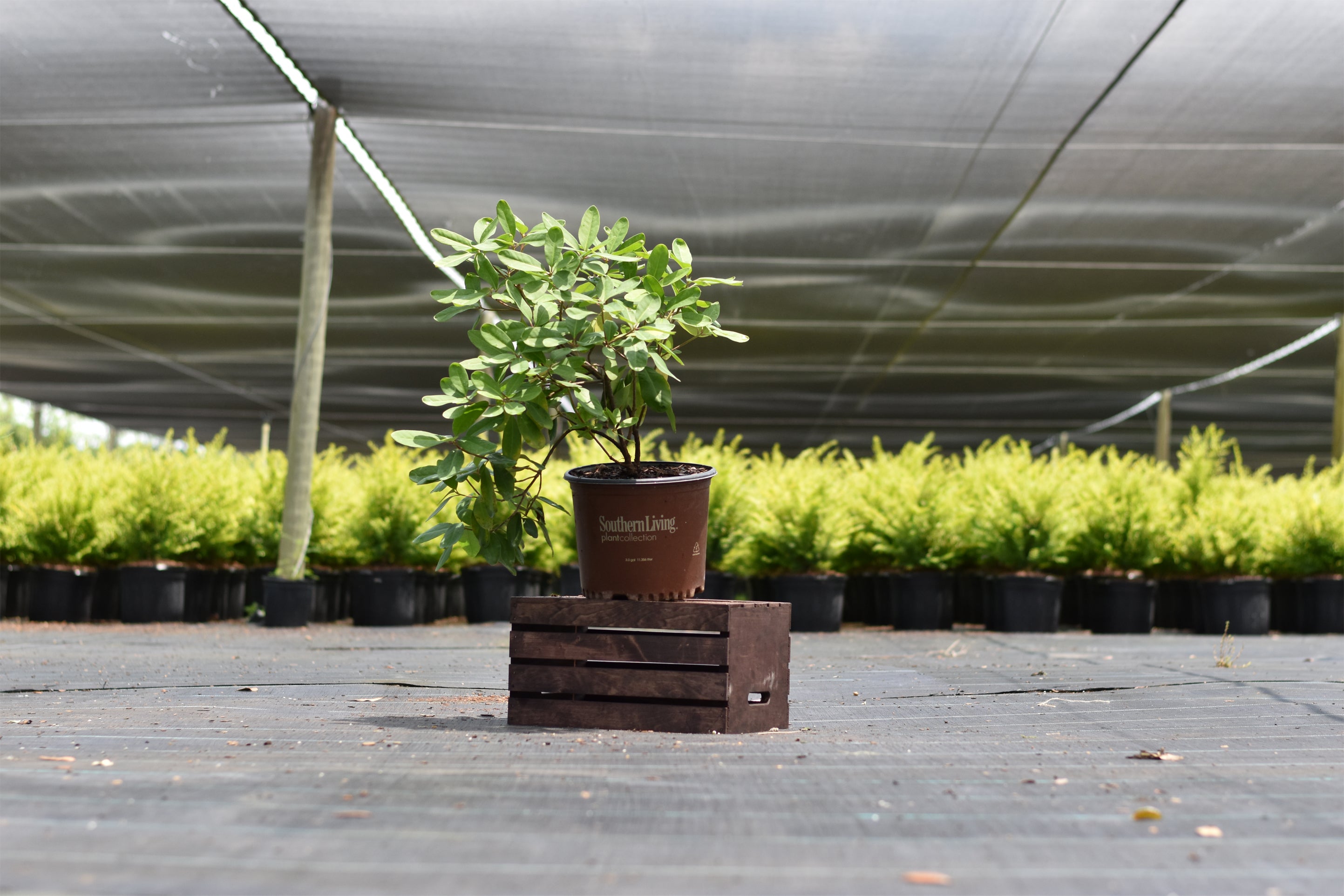 Miss Scarlett Illicium