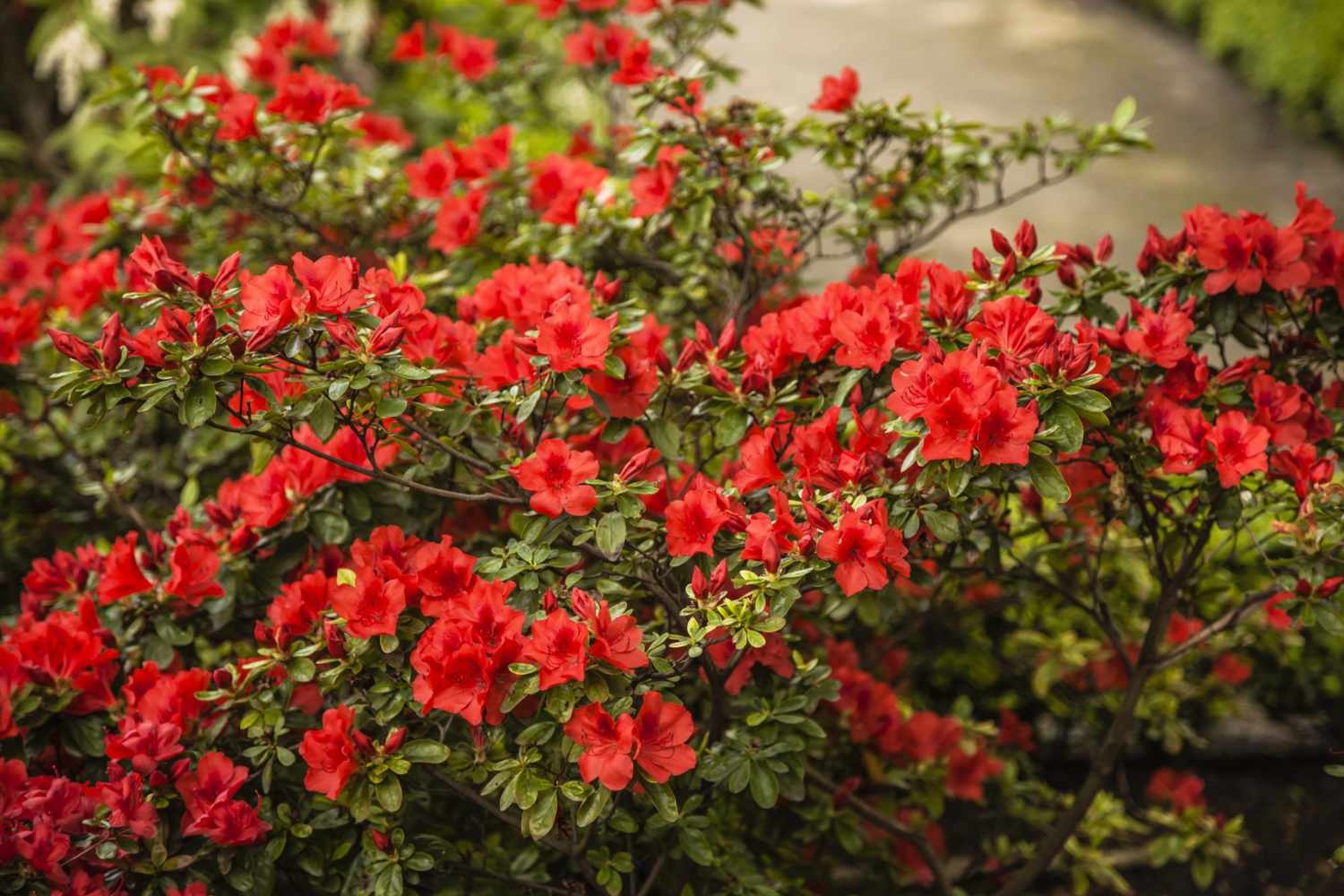 Autumn Bonfire Azalea