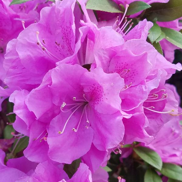 Autumn Lilac Azalea