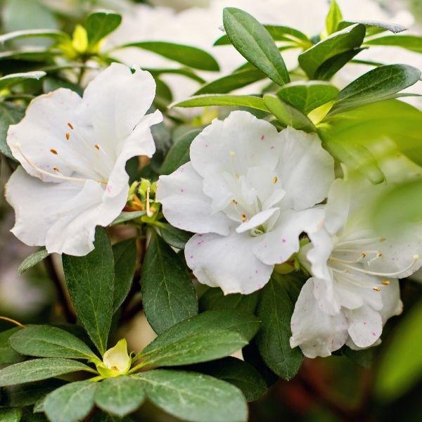 Autumn Moonlight Azalea