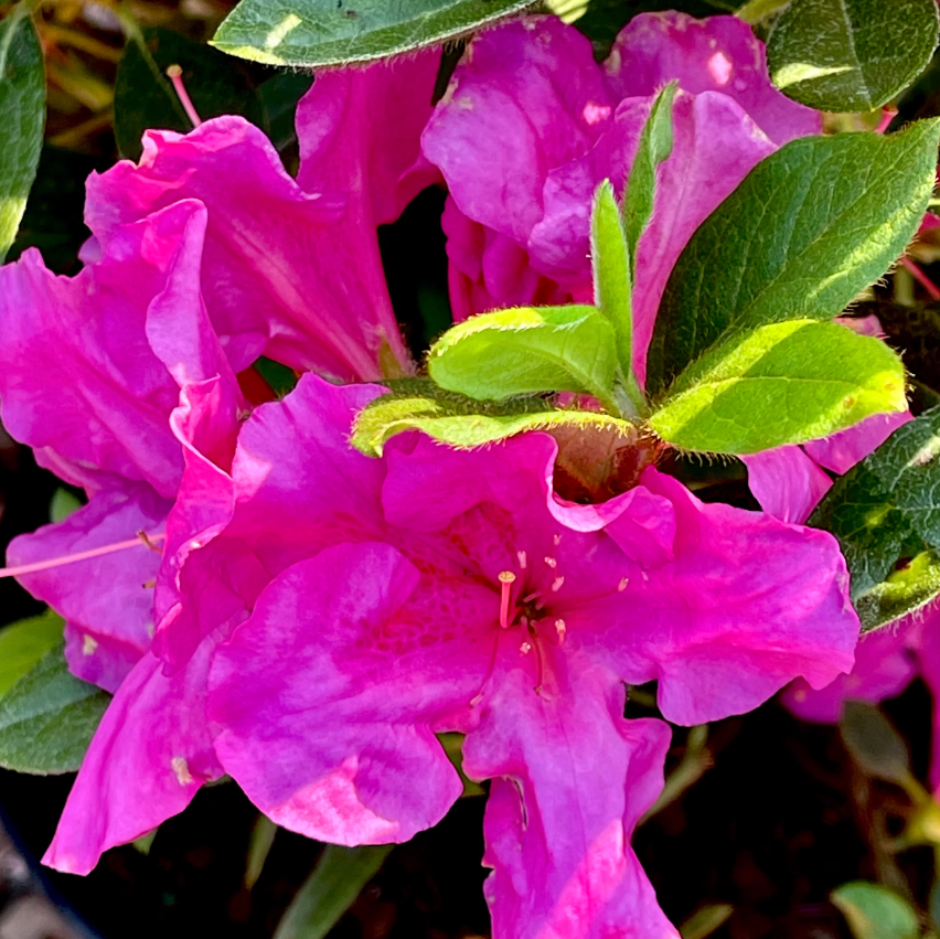Autumn Royalty Azalea
