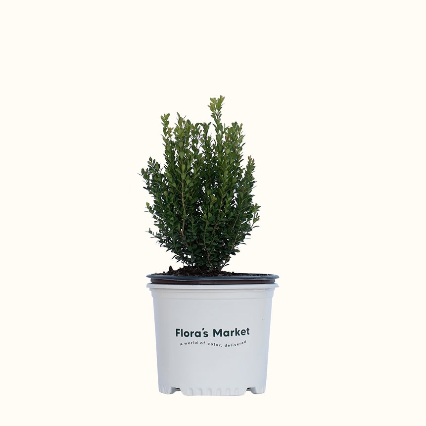 Baby Gem Boxwood