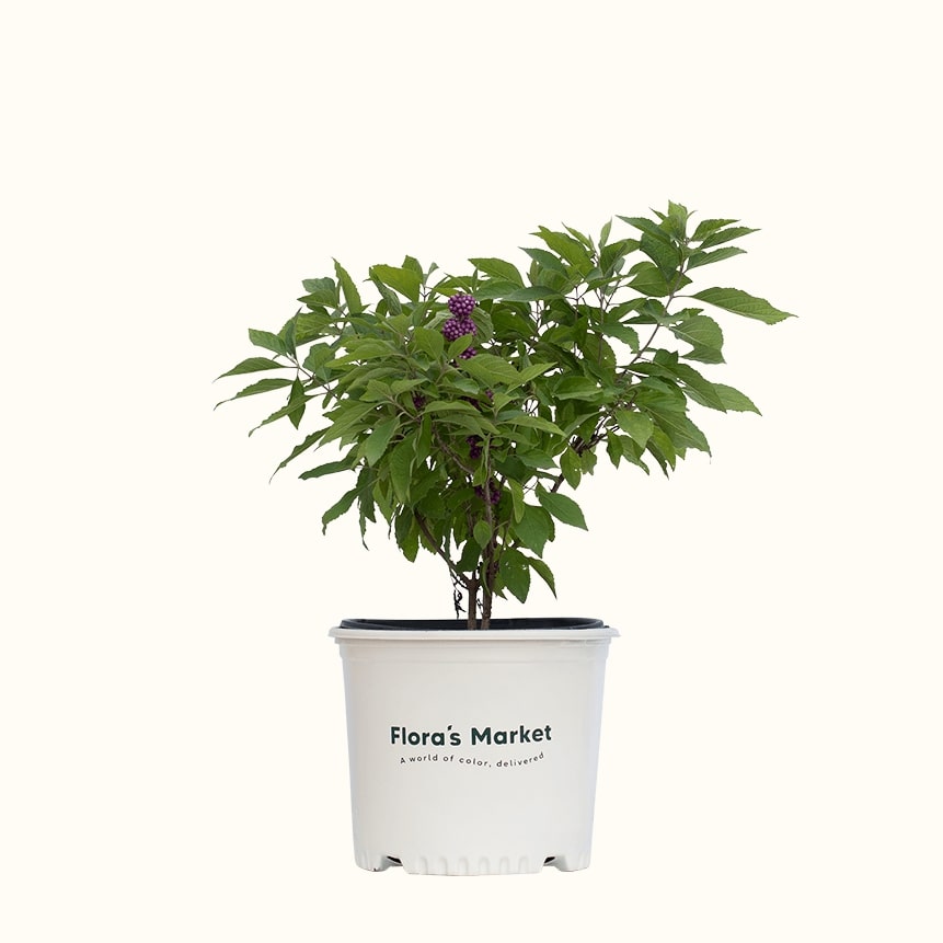 American Beautyberry