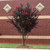 Best Red Crape Myrtle