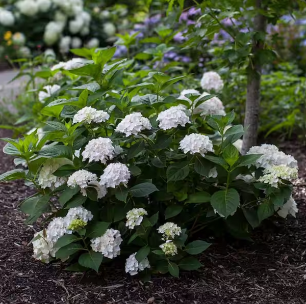 Blushing Bride Hydrangea