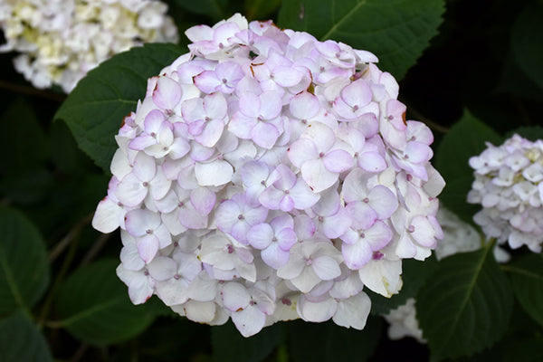 Blushing Bride Hydrangea