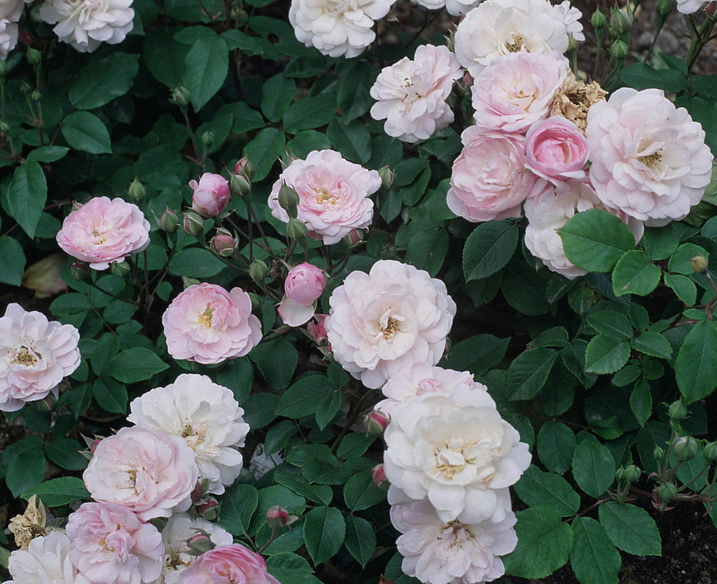 Blush Noisette Rose
