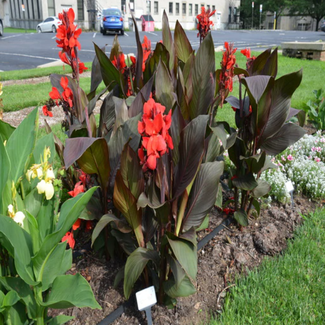 Bronze Scarlet Canna
