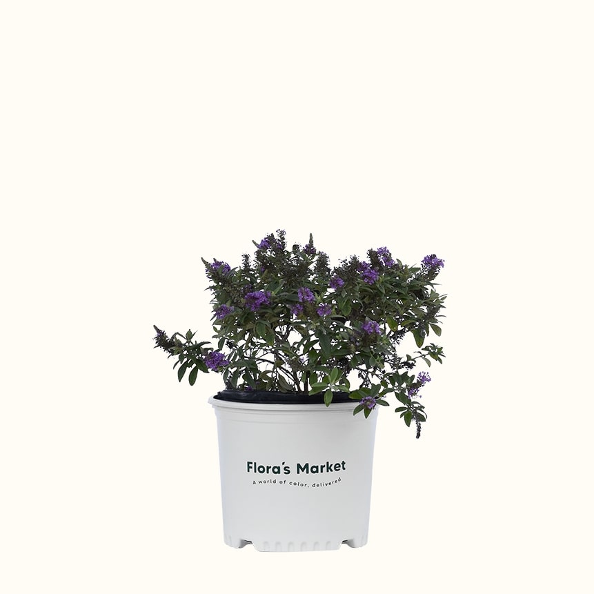 Dapper Lavender Buddleia