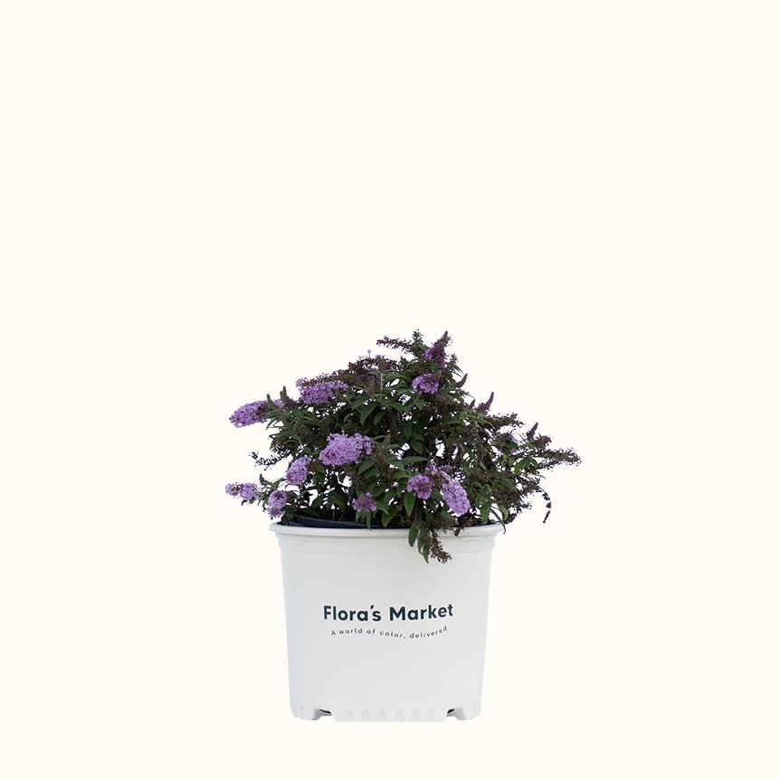 Tutti Fruitti Butterfly Bush