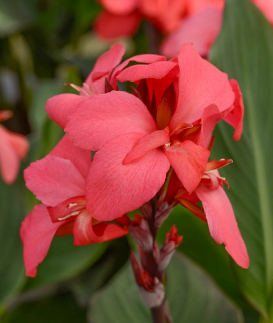 Cannova Rose Canna