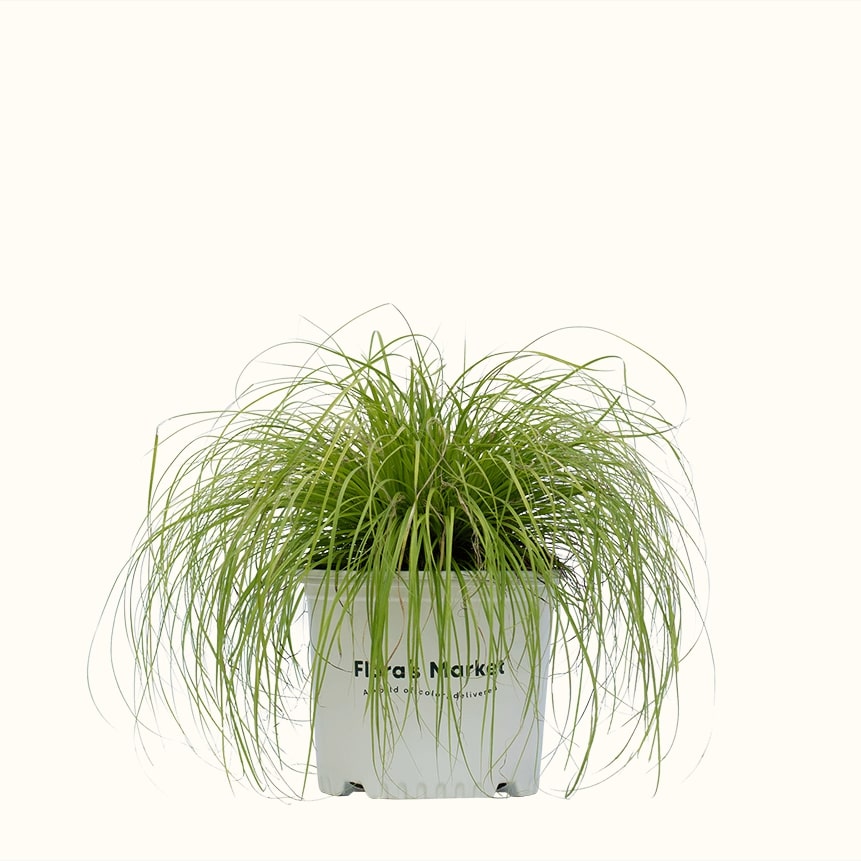 Everillo Japanese Sedge