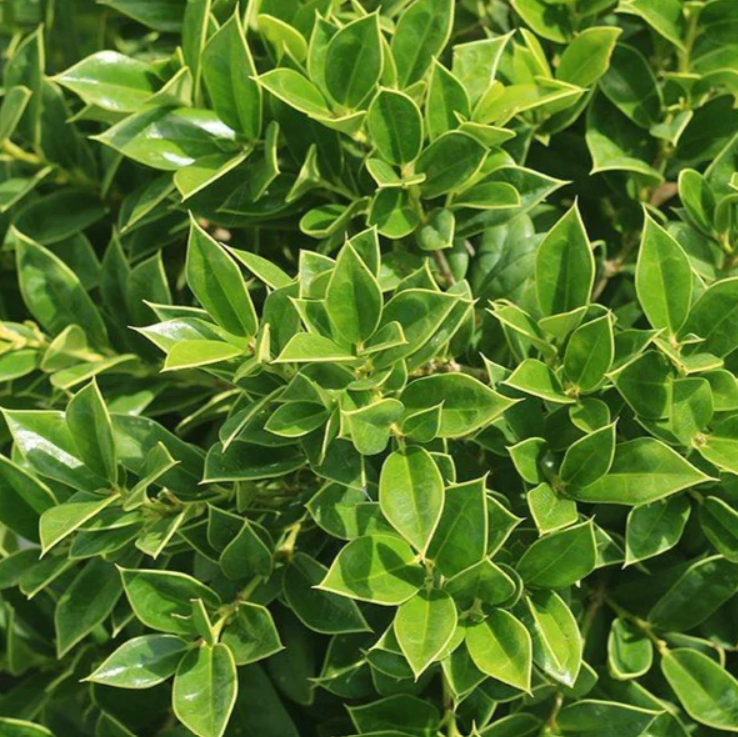 Carissa Chinese Holly