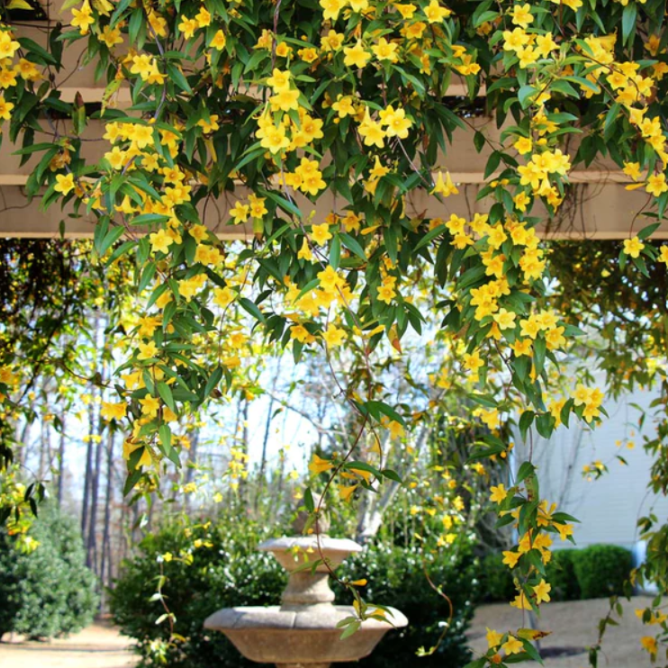 Carolina Jessamine