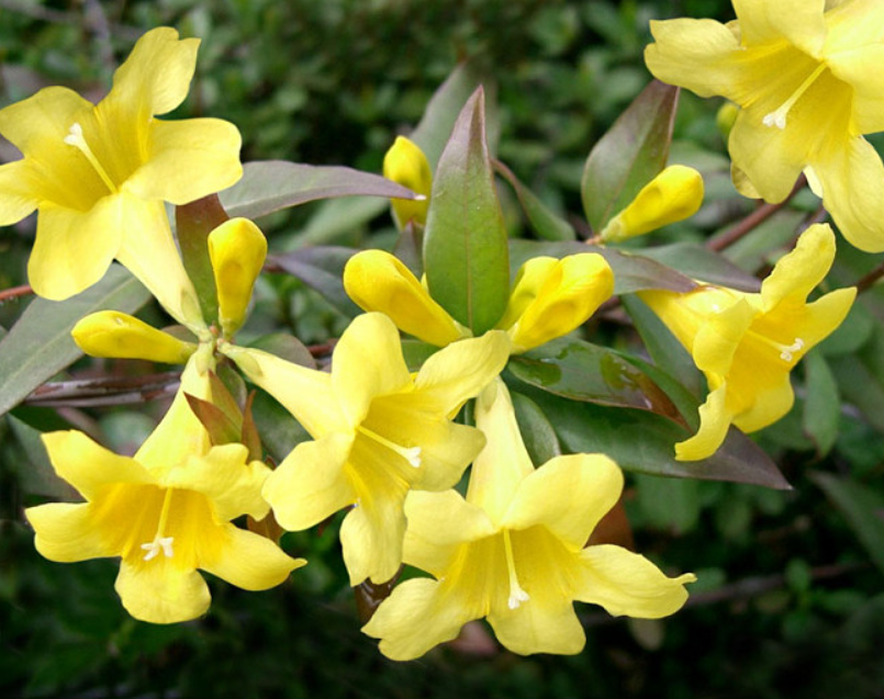 Carolina Jessamine