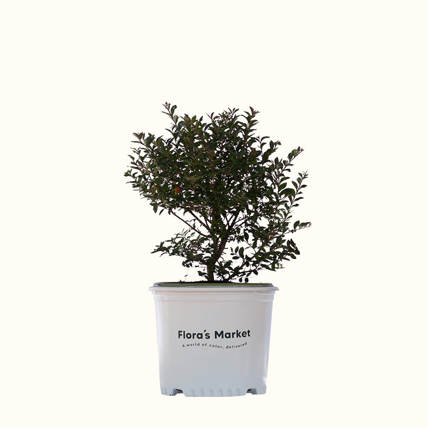 Cherry Dazzle Crape Myrtle