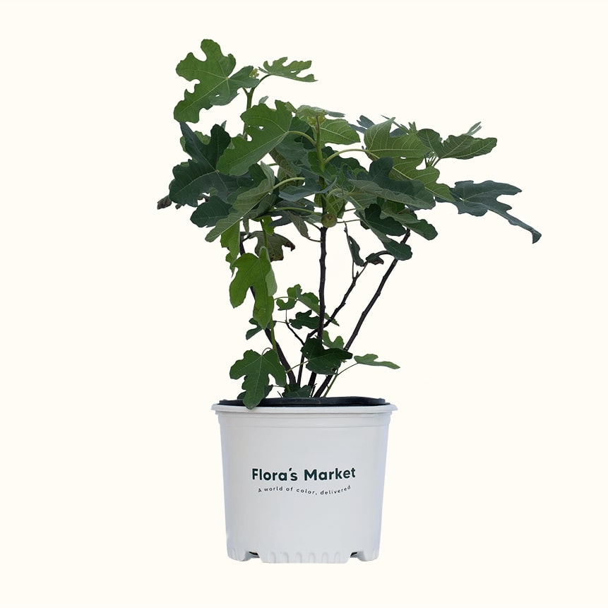 Chicago Hardy Fig Tree