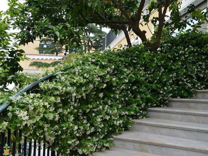 Confederate Jasmine