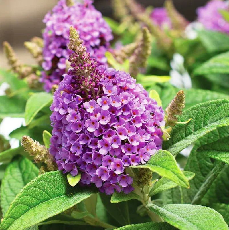 Dapper Lavender Buddleia