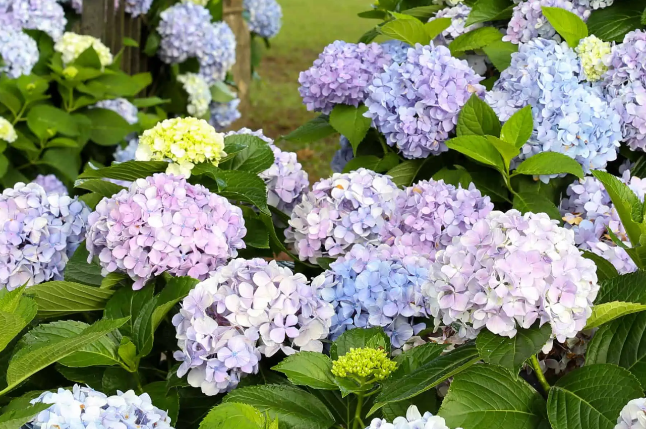 Dear Delores Hydrangea