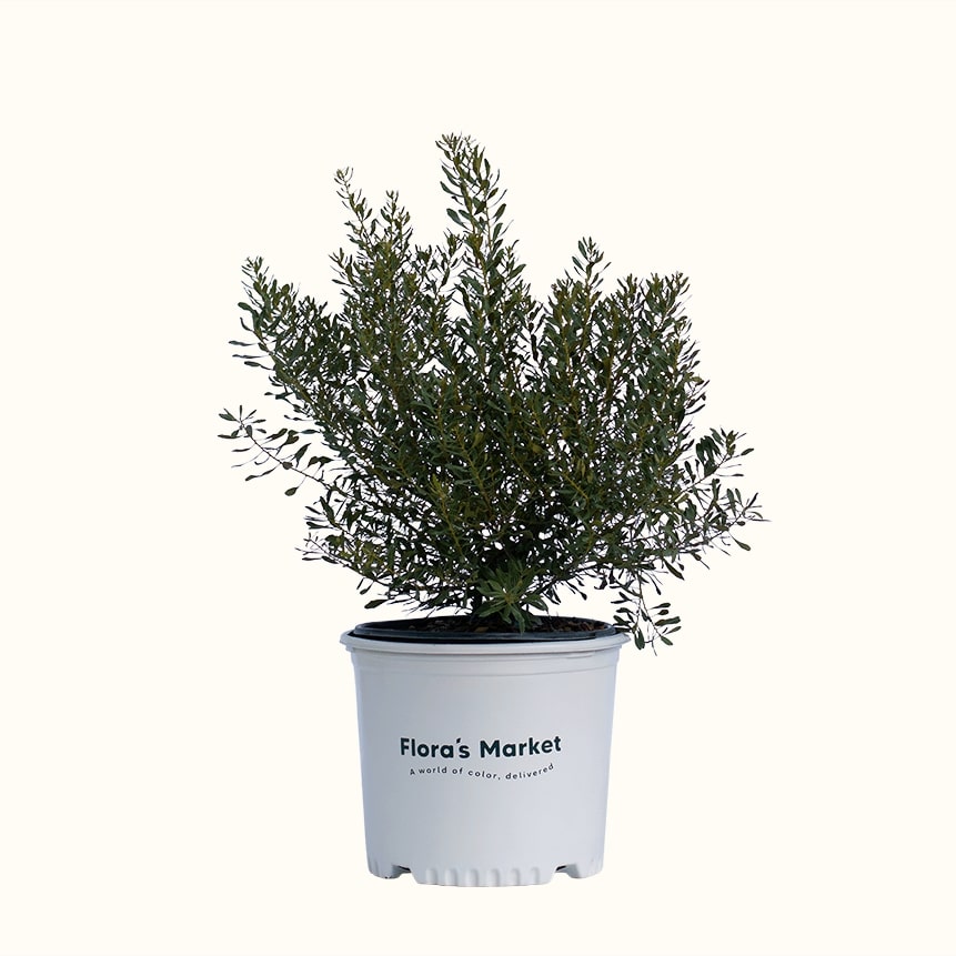 Don's Dwarf Wax Myrtle
