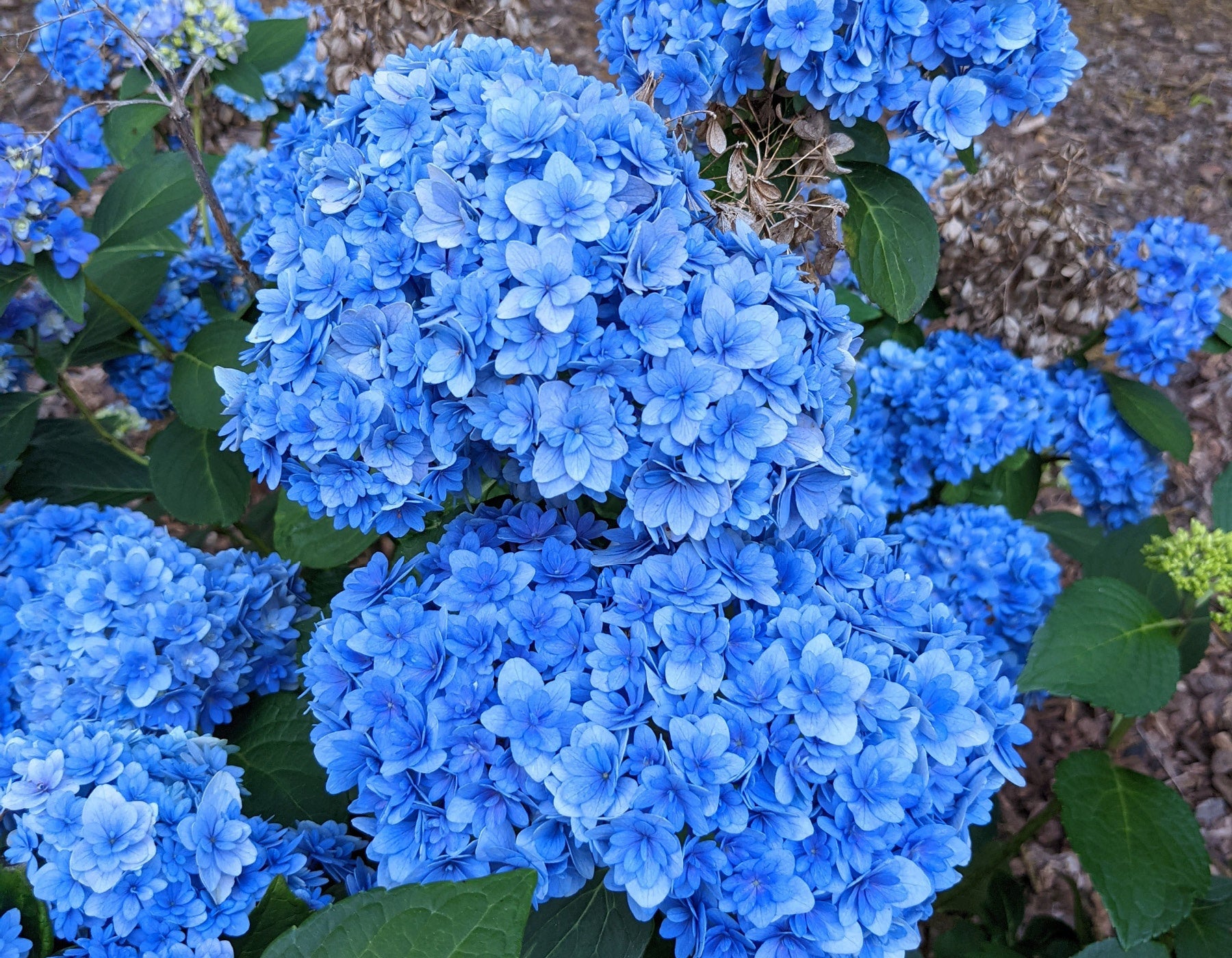 Double Down Hydrangea