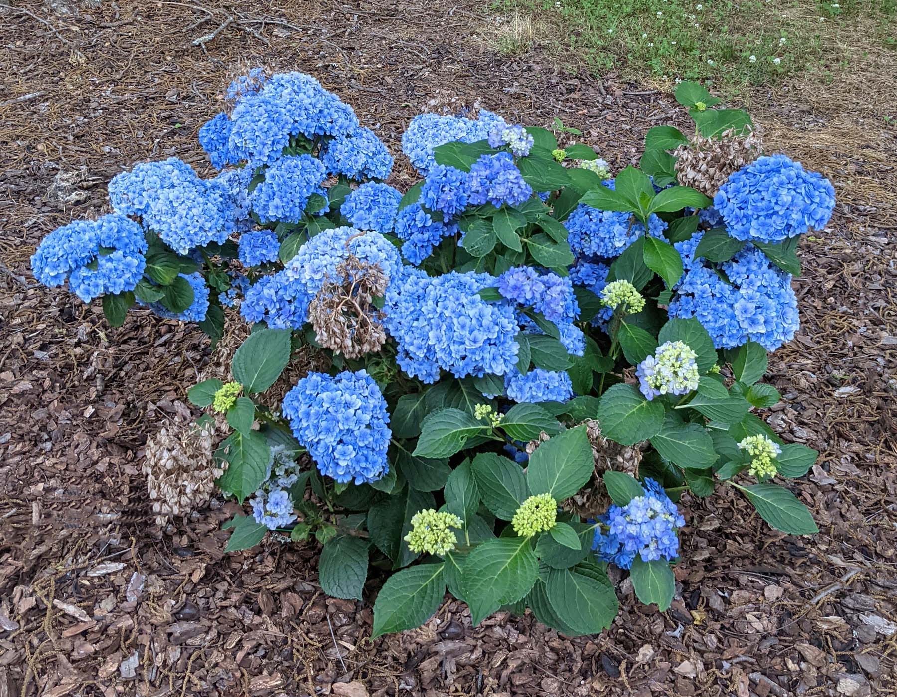 Double Down Hydrangea