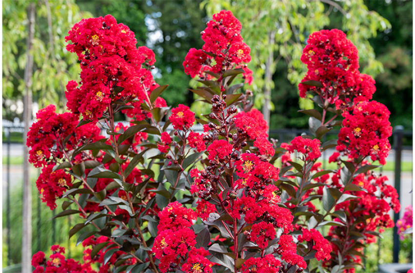 Double Dynamite Crape Myrtle