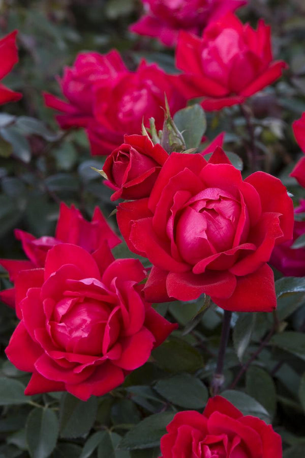 Double Red Knockout Rose
