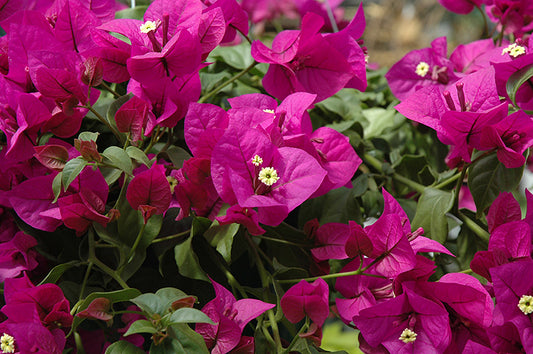 Elizabeth Angus Bougainvillea