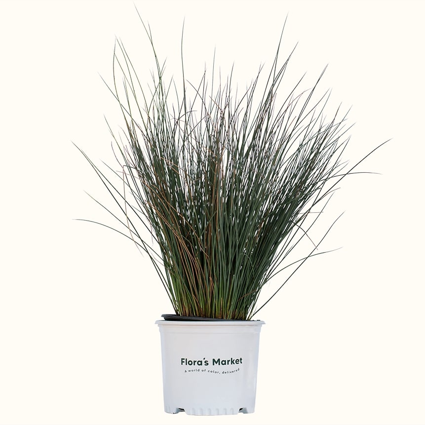 Elk Blue California Gray Bush