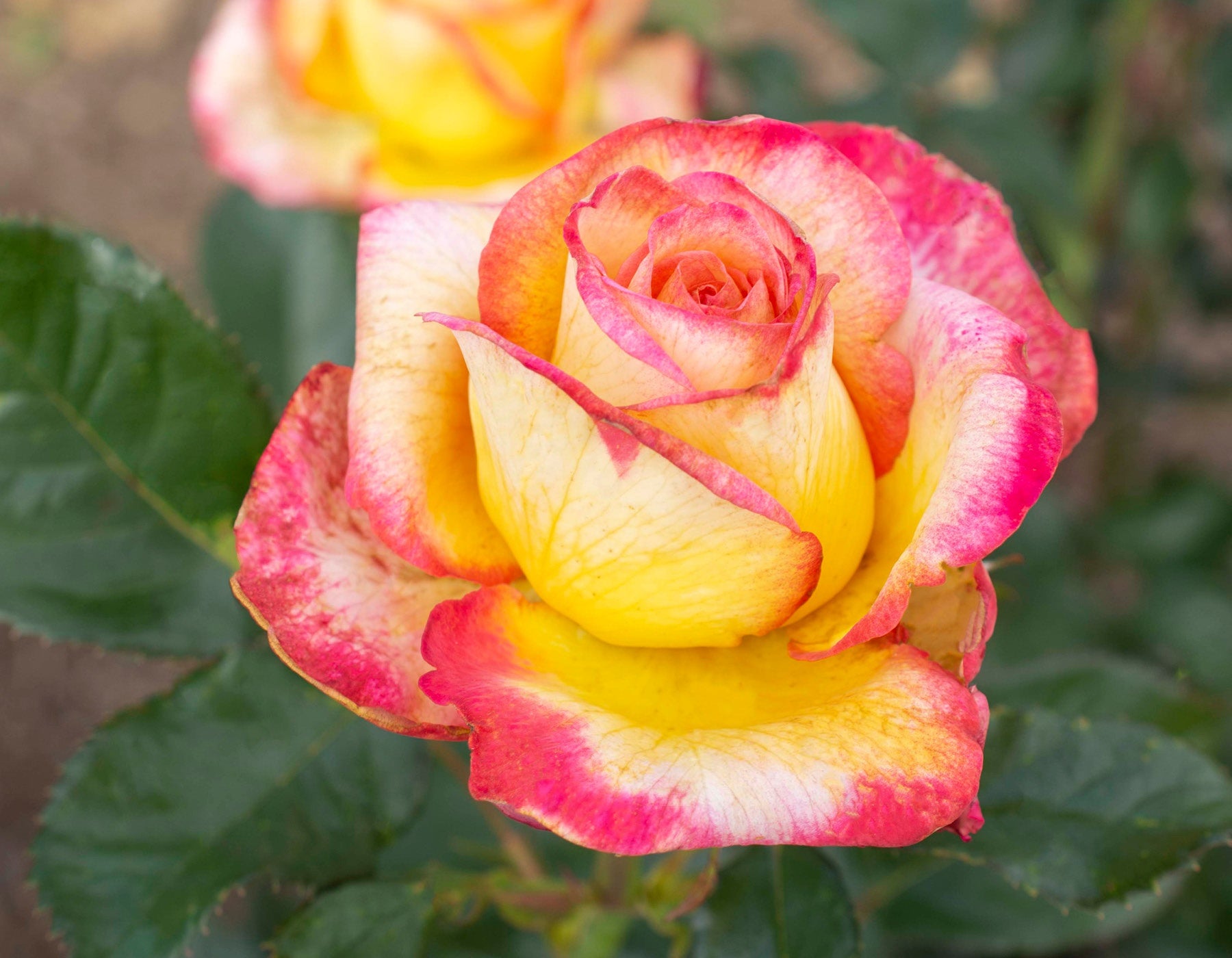 Enchanted Peace Rose